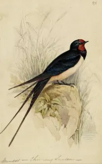 Naturalists: Hirundo rustica, barn swallow