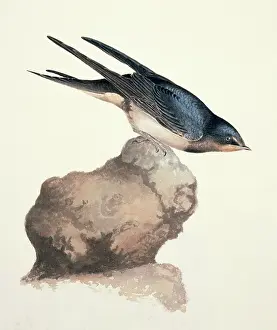 Hirundo: Hirundo rustica, barn swallow