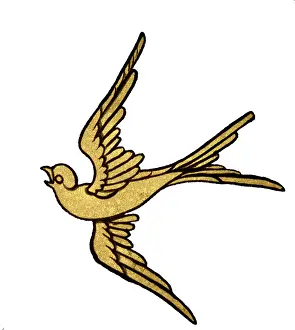 Hirundo: Hirundo sp. swallow
