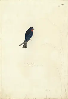 Hirundo: Hirundo tahitica, Pacific swallow