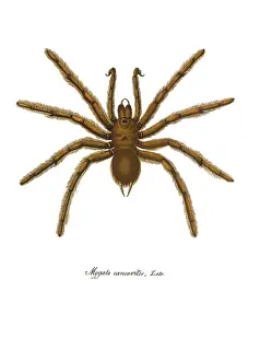 Hahn: Hispaniolan Giant Tarantula