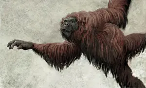 Hominidae: Hispanopithecus laietanus from the Spanish Miocene epoch