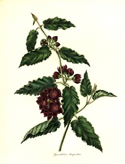 Hispidus: Hispid gonolobus, Gonolobus hispidus