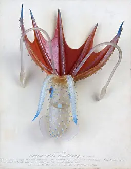 Cephalopoda: Histioteuthis bonelliana, squid