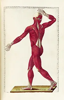 Eustachio: Historical Anatomical Illustration