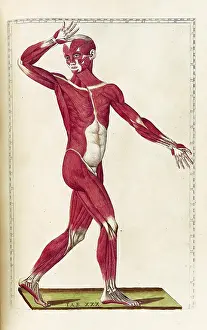Eustachio: Historical Anatomical Illustration