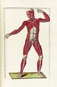 Eustachio: Historical Anatomical Illustration