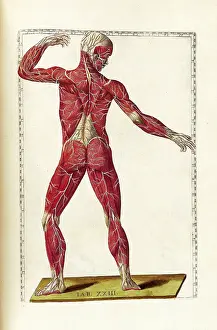 Eustachio: Historical Anatomical Illustration