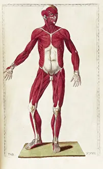 Eustachio: Historical Anatomical Illustration