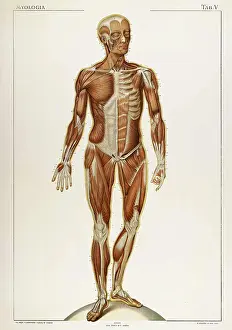 Normale: Historical Anatomical Illustration
