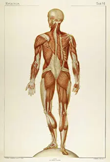 Normale: Historical Anatomical Illustration
