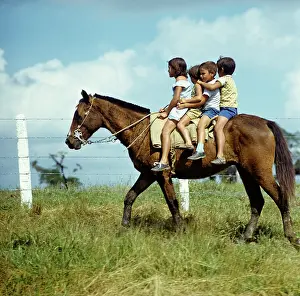 Rinder: Historical Cuba - Cattle breeding