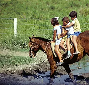 Rinder: Historical Cuba - Cattle breeding