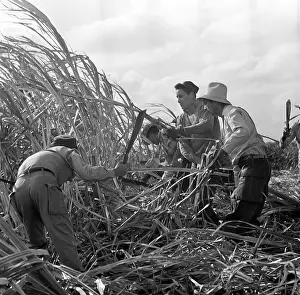 Alimentation: Historical Cuba - Sugar cane harvest
