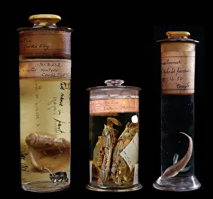 Endeavour: Historical specimens from left to right