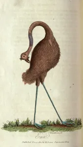 The Kings College Archives And Special Collections: Emu