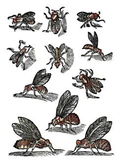 Serpents: The History of Serpents, Bees, 1608