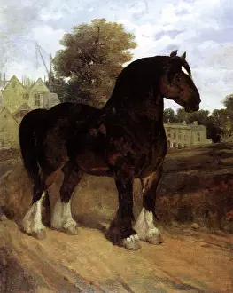 Equines: Hitchin Conqueror