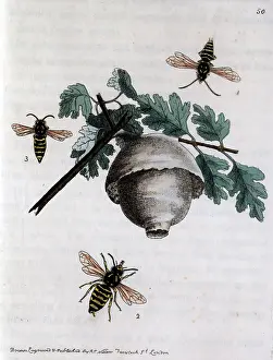 Wasps: A hive of wasps