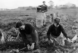 Potato: HJ as a harvest hand, 1939