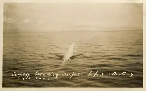 Duke Class: HMS Marlborough - A Torpedo breaking surface before its run