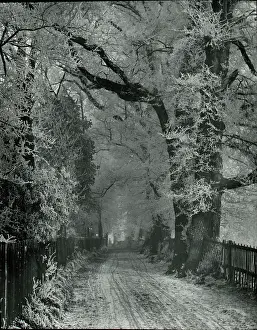 Hoar: Hoar frost