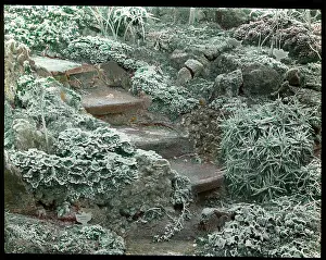 Frosty: Hoar frost on plants in a garden