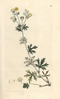 Potentilla: Hoary cinquefoil, Potentilla argentea