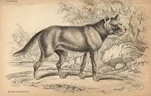 Lizars: Hoary fox, Lycalopex vetulus