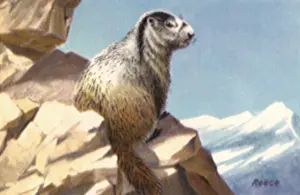 Marmot: Hoary Marmot