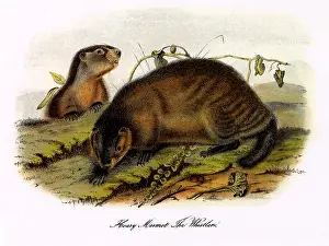 Whistler: Hoary Marmot