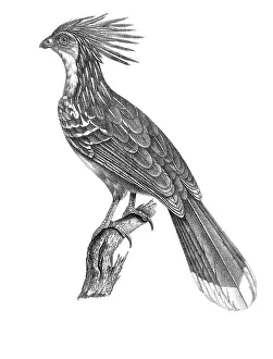 Lithographed: Hoatzin