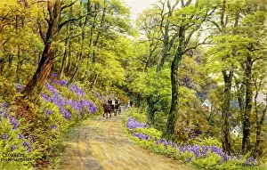 Clovelly: Hobby Drive, Clovelly, Devon