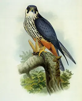 Falco: Hobby, Falco subbuteo