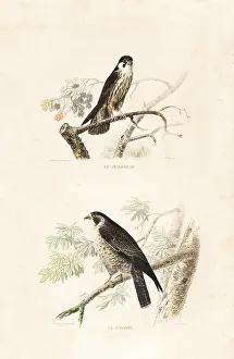 Pourrat: Hobby and falcon