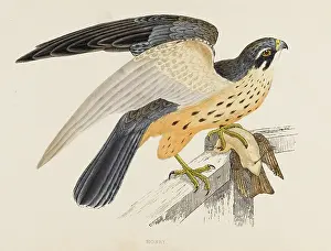 Remarkably: HOBBY (MORRIS)