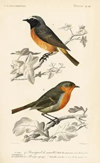 Redstart: Hodgson's redstart and European robin