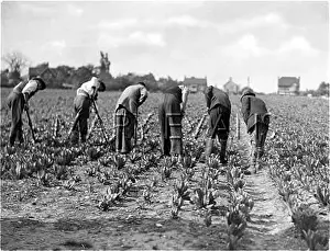 Hoeing: HOEING LETTUCES