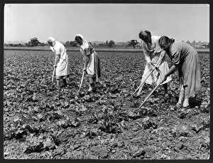 Hoeing: HOEING SUGAR BEET