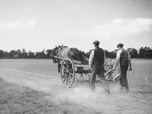 Hoeing: HOEING TURNIPS 1930S