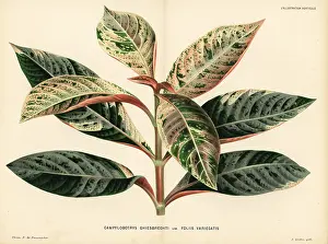 Foliis: Hoffmannia ghiesbreghtii