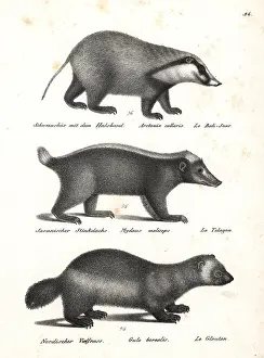 Stink: Hog badger, Sunda stink badger and wolverine