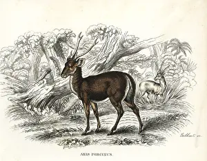 Bildersaal: Hog deer, Axis porcinus, endangered