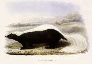 Curves: Hog-Nosed Skunk