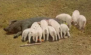 Piglets: Hog with Piglets