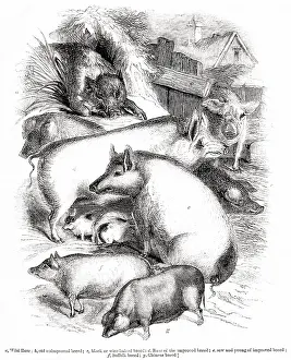 Boars: Hogs, boars and pigs
