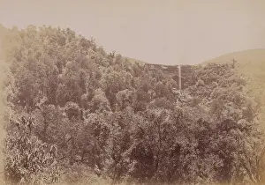 Hogsback: Hogsback Forest