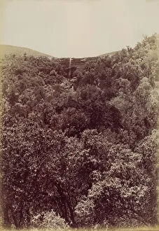 Hogsback: Hogsback forest showing a waterfall in the distance