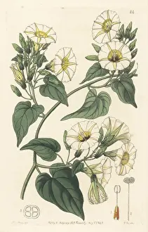 Ayurveda: Hogvine, Merremia umbellata