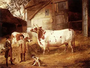 Garrard: Holderness Cow